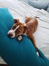 High angle view of dog resting on bed at home