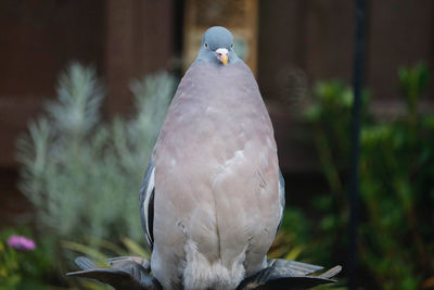 Close-up of pigeon perching on a bird bath