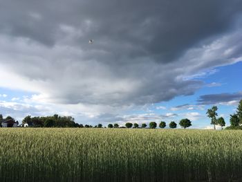 Scenic view of agricultural field against sky