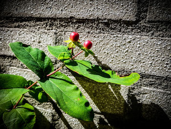 Close-up of fresh green plant against wall