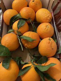 Close-up of oranges