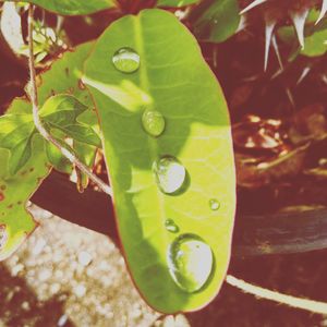 Close-up of water drops on leaves