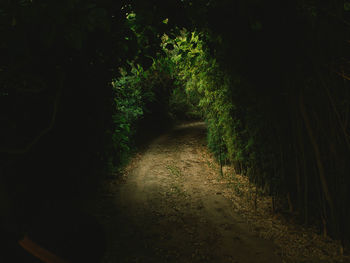 Dirt road along plants and trees at night