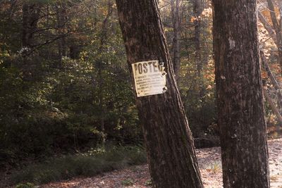 Text on tree trunk in forest