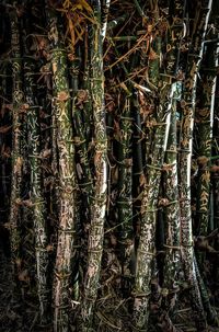 Full frame shot of bamboo trees in forest