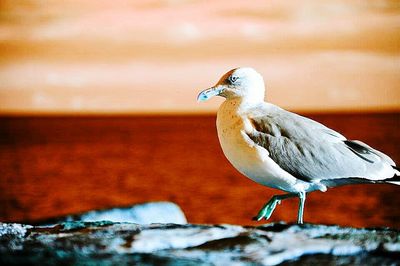 Close-up of bird perching on railing