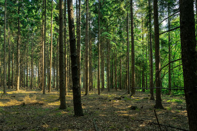 Trees growing in forest