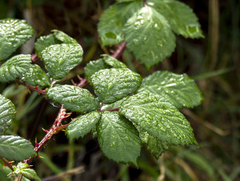 Closeup of green blackberry leaves with water droplets after a rain shower in a hedgerow