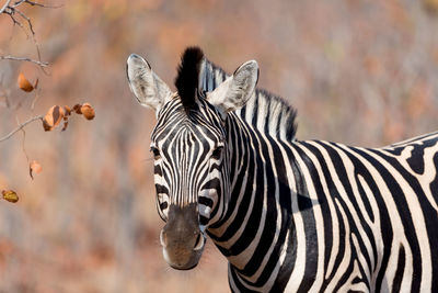 View of a zebra