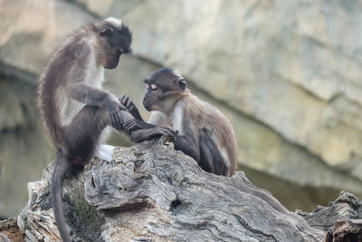 Monkeys sitting on wood