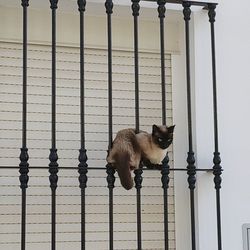 Portrait of a cat looking through metal fence
