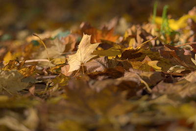 leaf