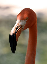 Close-up of a bird