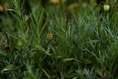 Close-up of plants growing on field