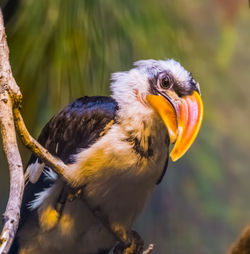 Close-up of a bird