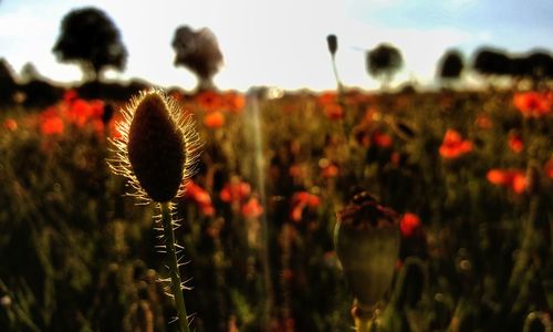 Close-up of poppy flowers on field against sky