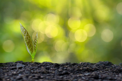 Close-up of plant growing on land