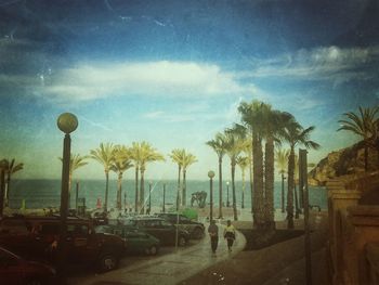 Palm trees at seaside