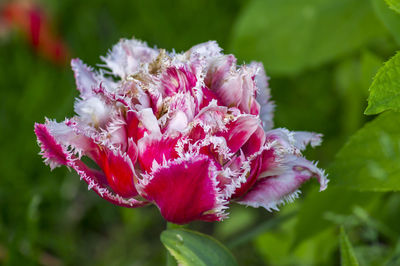 Close-up of pink flowering plant