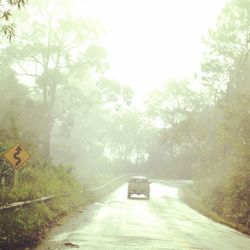 Country road along trees