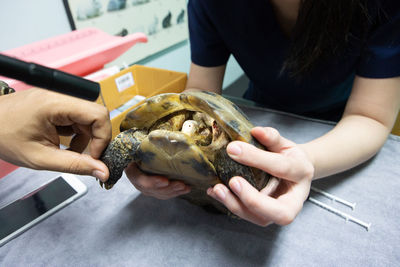 Cropped hands of veterinarian examining tortoise in hospital