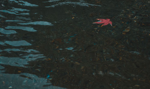 High angle view of leaves floating on water