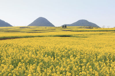 View of flowers growing in field