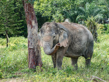 Elephants on field