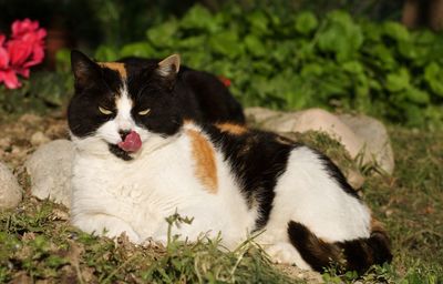 Close-up portrait of a cat