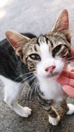 Close-up of hand petting cat standing on road