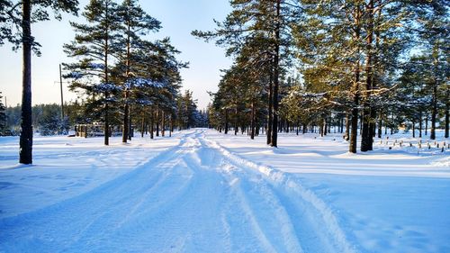 Trees on snow covered field against sky