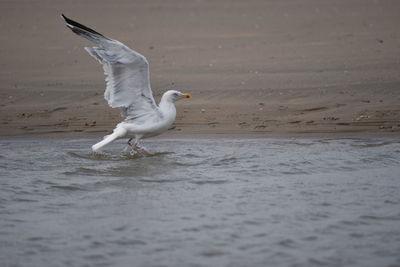 Seagull flying over the sea