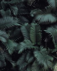 Full frame shot of bird