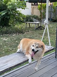 View of a dog sitting on bench in yard