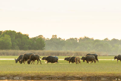 Horses grazing in a field