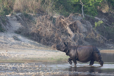 Side view of elephant walking in water