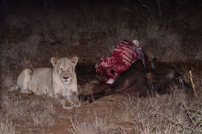 Lioness relaxing by prey in forest at night