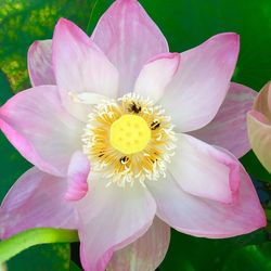 Close-up of pink flower