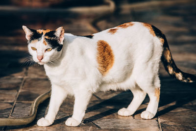 Portrait of a cat looking away