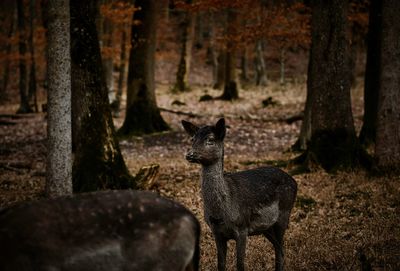 Bavarian wildlife