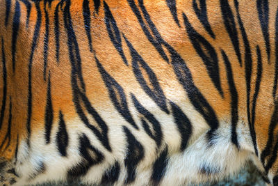 Full frame shot of a zebra