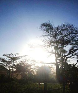 Bare trees on landscape against clear sky