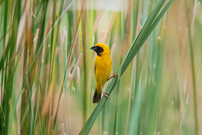 Close-up of bird perching on grass