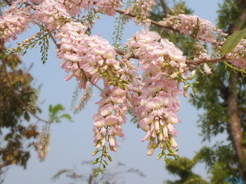 Low angle view of cherry blossoms against sky