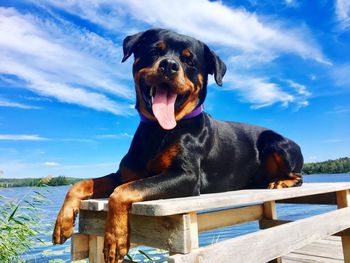 Dog sitting on wood against sky