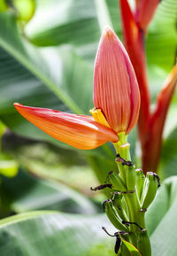 Banana blossom, edible inflorescence o