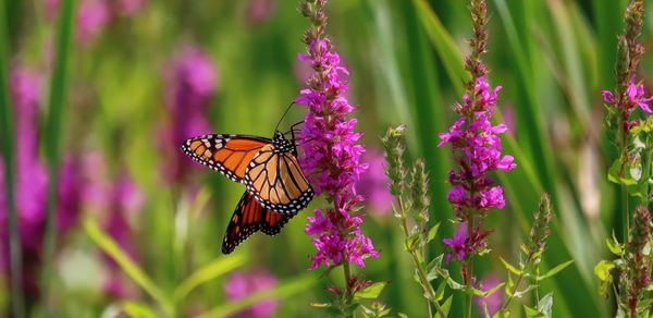 Close-up of butterfly pollinating on purple flower