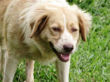 Close-up portrait of dog