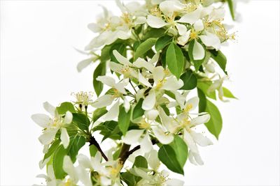 Close-up of white flowering plant