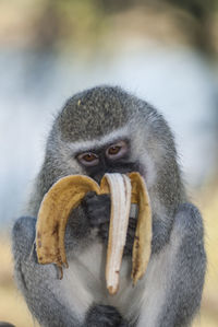 Close-up of monkey